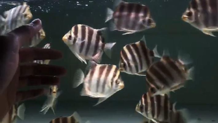 龍魚寄生蟲表現(xiàn)：關(guān)于龍魚寄生蟲的詳細(xì)信息
