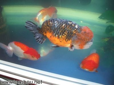 龍魚會所取名大全（龍魚會所營銷策略案例分析） 龍魚會所取名大全（龍魚會所營銷策略案例分析） 龍魚百科 第1張