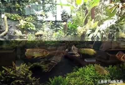 龍魚會所取名大全（龍魚會所營銷策略案例分析） 龍魚會所取名大全（龍魚會所營銷策略案例分析） 龍魚百科 第3張