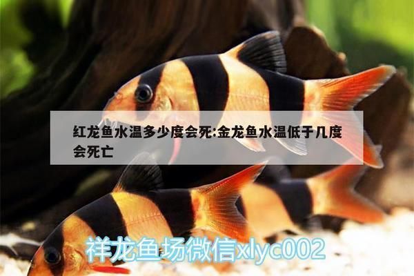 龍魚水溫最低多少會死掉：龍魚最佳養(yǎng)殖水溫范圍
