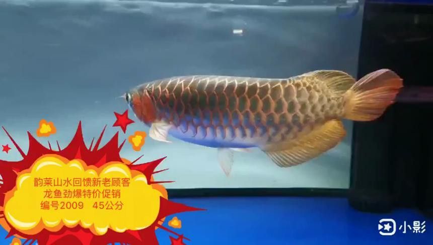 最漂亮的紅龍魚品種圖片欣賞