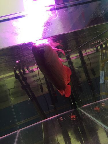 最漂亮的紅龍魚品種圖片欣賞