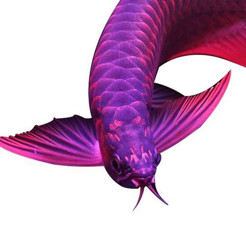 最漂亮的紅龍魚品種圖片欣賞