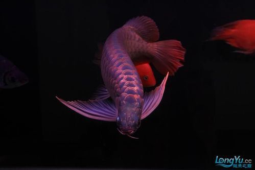 最漂亮的紅龍魚品種圖片欣賞