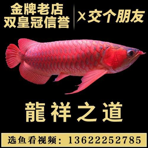 辣椒紅龍魚苗圖片