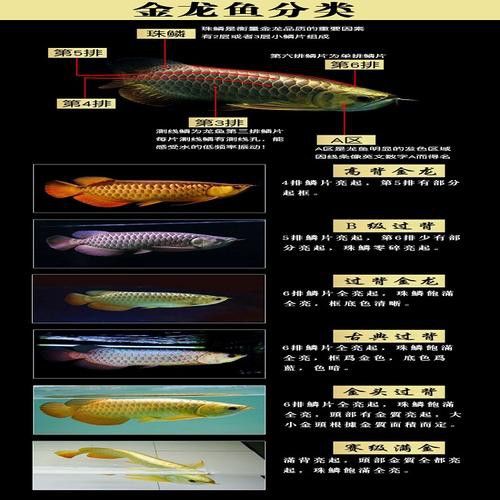 辣椒紅龍魚苗圖片