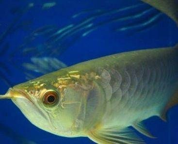 貴陽金龍魚觀賞：貴陽金龍魚養殖技術