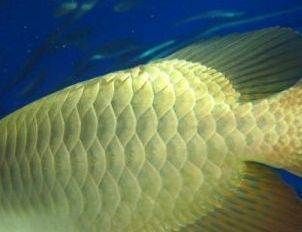 貴陽金龍魚觀賞：貴陽金龍魚養殖技術