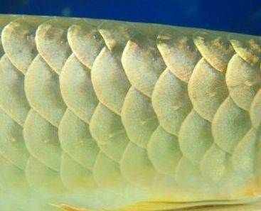 貴陽金龍魚觀賞：貴陽金龍魚養殖技術