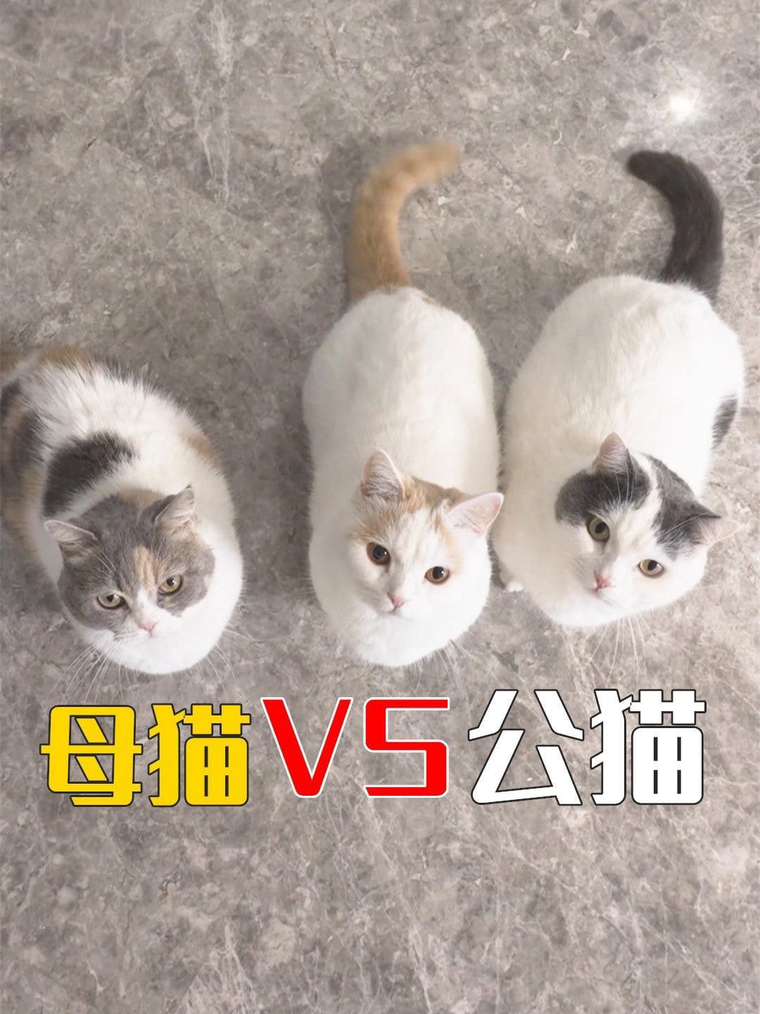 如何選擇適合與貓共養的寵物？ 如何選擇適合與貓共養的寵物？ 龍魚百科 第1張