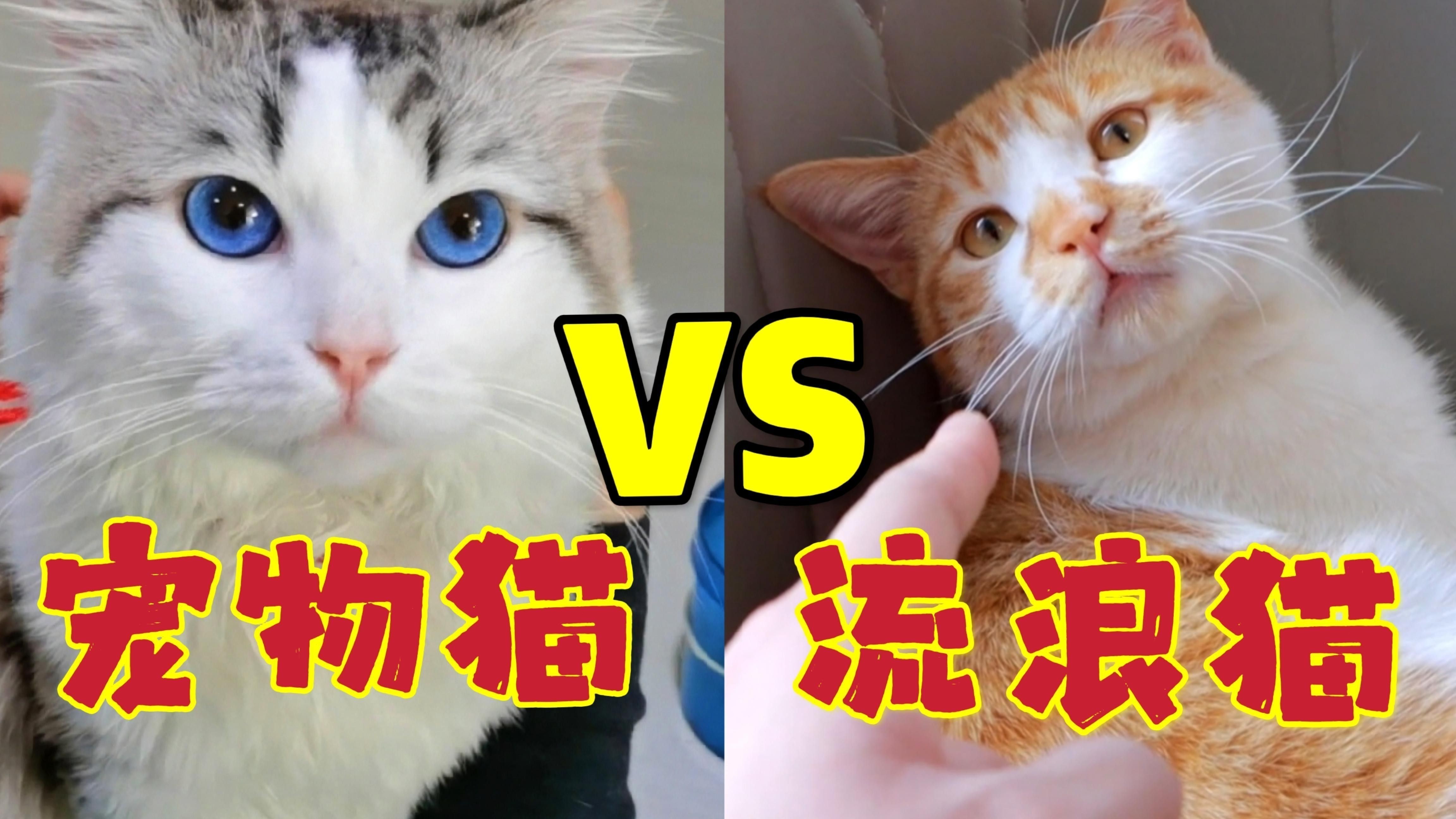 如何選擇適合與貓共養的寵物？ 如何選擇適合與貓共養的寵物？ 龍魚百科 第2張