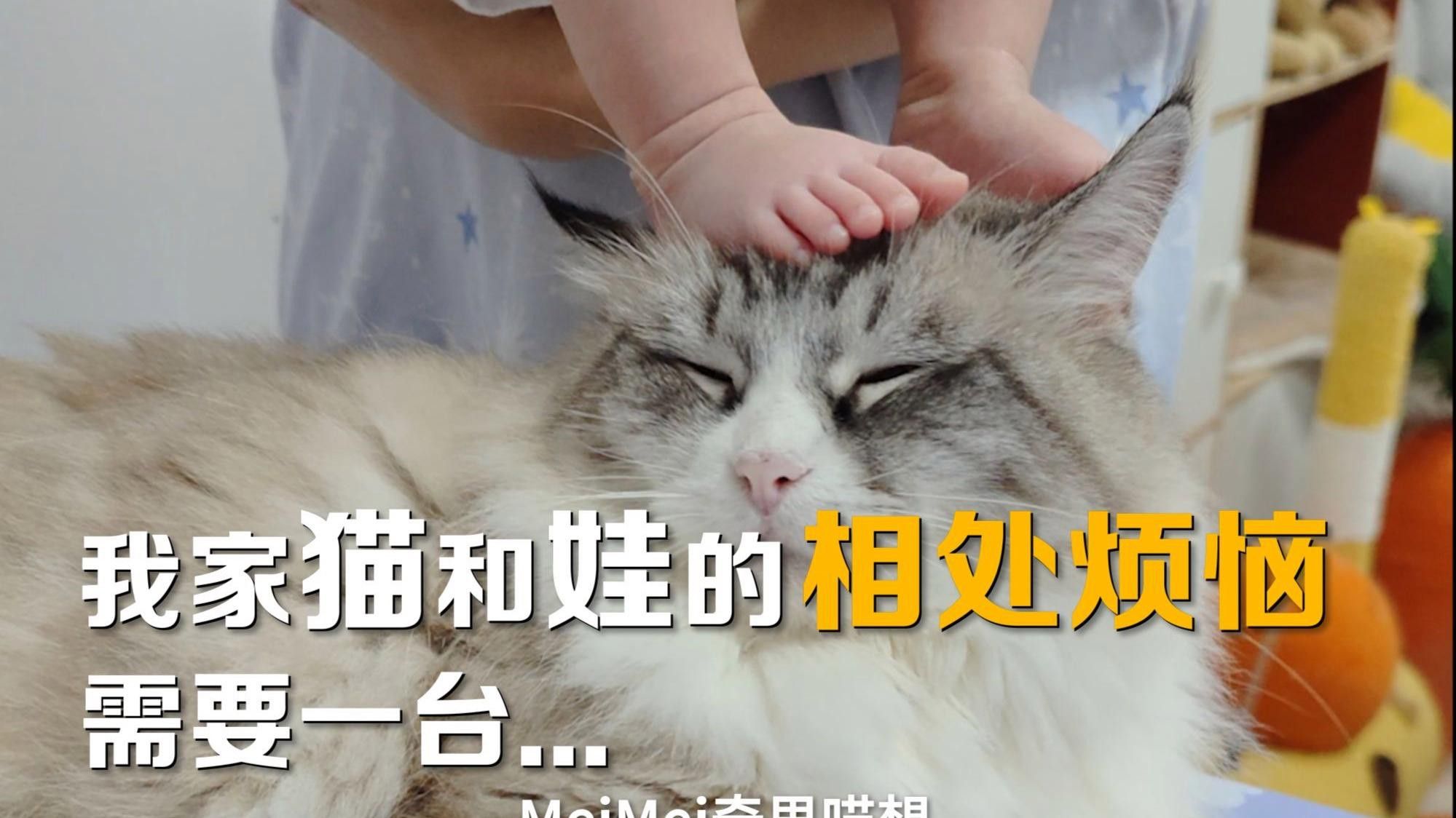如何選擇適合與貓共養的寵物？ 如何選擇適合與貓共養的寵物？ 龍魚百科 第3張