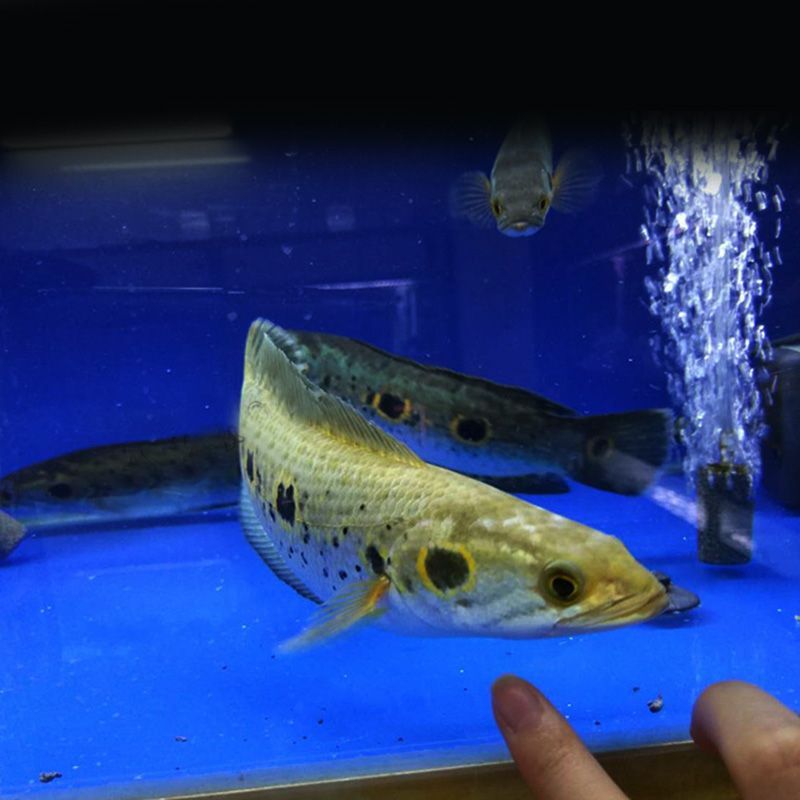 龍魚(yú)適合什么顏色背景：龍魚(yú)背景顏色建議：選擇合適的背景顏色并提供一些建議
