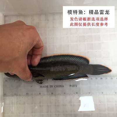 如何檢測(cè)雷龍魚水質(zhì)參數(shù)：使用雷龍魚水質(zhì)參數(shù)的檢測(cè)方法，雷龍魚水質(zhì)凈化產(chǎn)品推薦