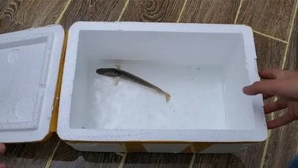 如何檢測(cè)雷龍魚水質(zhì)參數(shù)：使用雷龍魚水質(zhì)參數(shù)的檢測(cè)方法，雷龍魚水質(zhì)凈化產(chǎn)品推薦