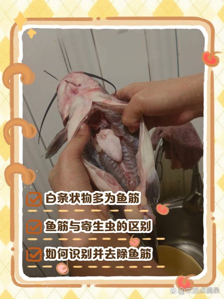 鲅魚肚子里成團白線寄生蟲