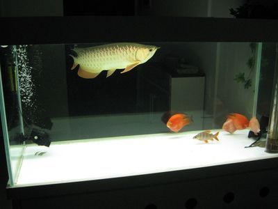 紅龍魚產地在哪里（關于紅龍魚在印尼的具體產地信息）