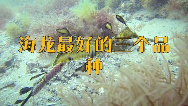 如何區分真假海龍干？