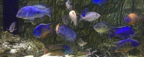 金龍魚單獨養還是混養：金龍魚混養的注意事項