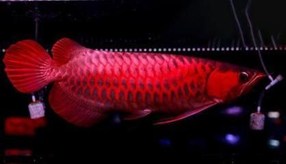 血紅龍是金龍魚嗎為什么那么貴：血紅龍魚為什么那么貴