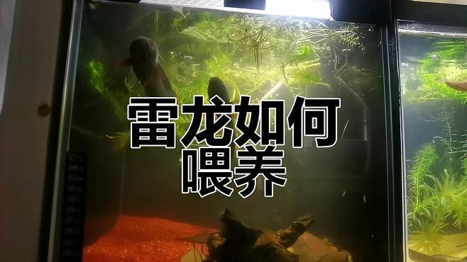 如何調整雷龍魚的喂食量？