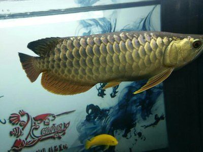 巧克力金龍魚幾萬塊一條：巧克力底金龍魚價格及其價格范圍：巧克力底金龍魚幾萬塊一條