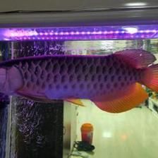 金龍魚長大需要多久才能長大：金龍魚長大需要多久？