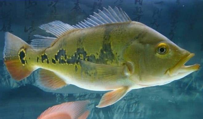 巴西亞魚攻擊龍魚嗎會死嗎