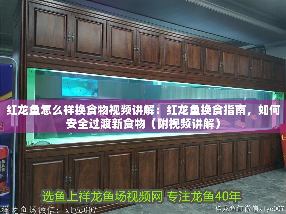 紅龍魚怎么樣換食物視頻講解：紅龍魚換食指南，如何安全過渡新食物（附視頻講解）