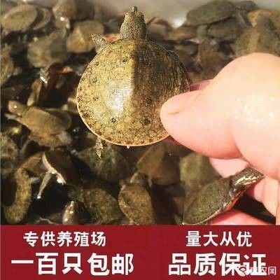龍魚吃飼料好還是吃活食好一點（龍魚吃飼料好還是吃活食好，龍魚吃活食好還是活食好）
