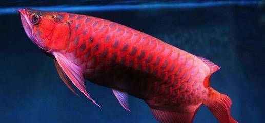 龍魚拉的長線屎：龍魚拉出的長線屎可能是由于多種原因引起的，飼養者要注意以下幾點