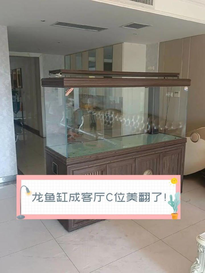 給我一些龍魚缸的擺放圖片參考