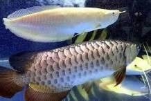 給我一些龍魚缸的擺放圖片參考