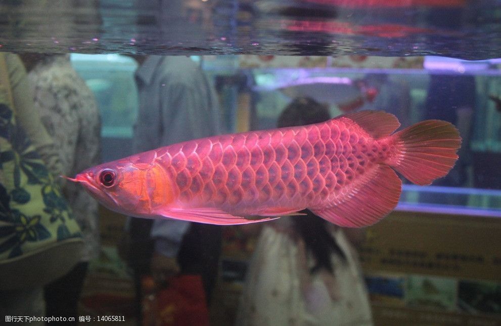 昆明紅龍魚（昆明紅龍魚養殖需要注意以下幾個方面紅龍魚的價格）