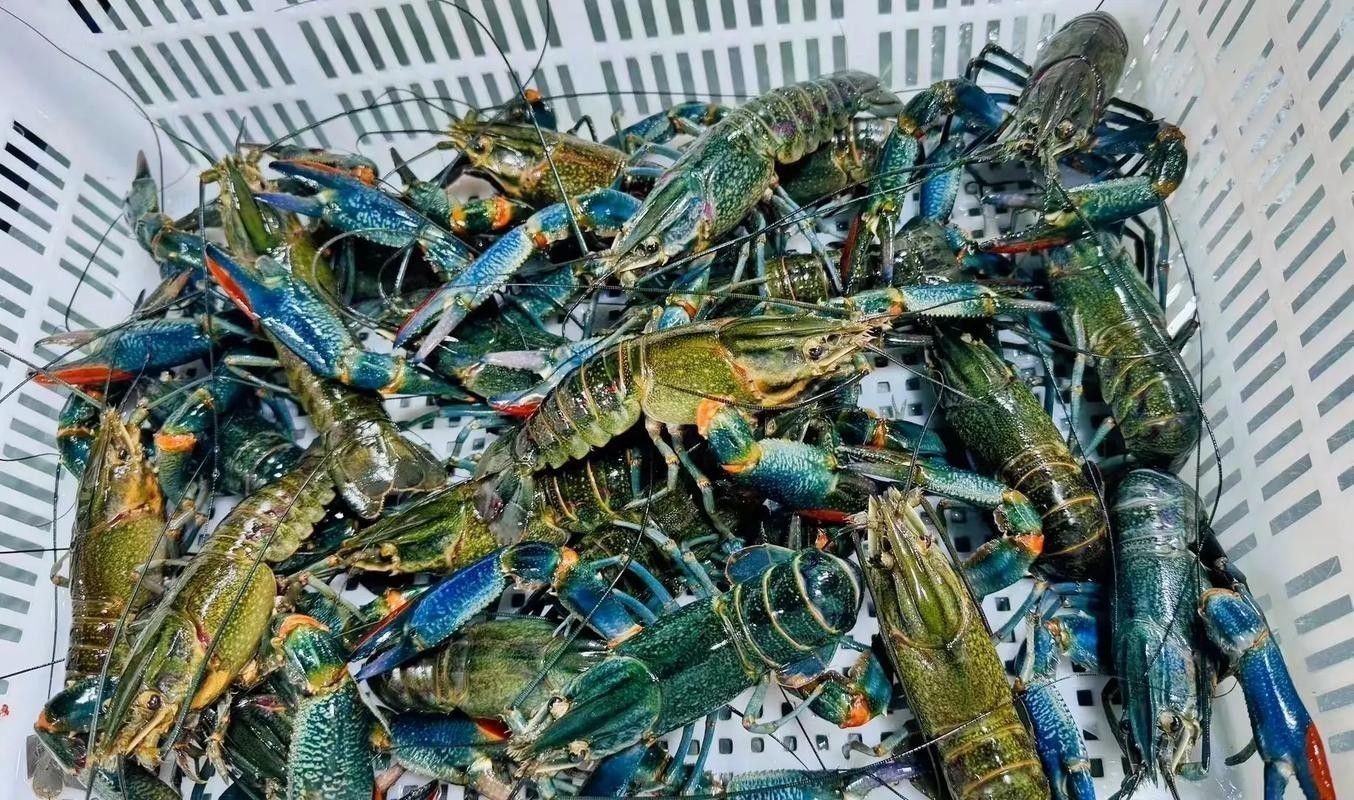 提供這十大龍蝦的詳細介紹 提供這十大龍蝦的詳細介紹 龍魚百科 第4張