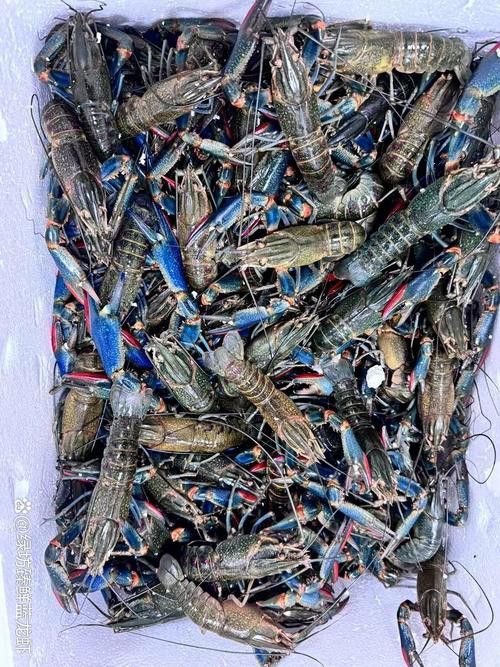 提供這十大龍蝦的詳細介紹 提供這十大龍蝦的詳細介紹 龍魚百科 第7張