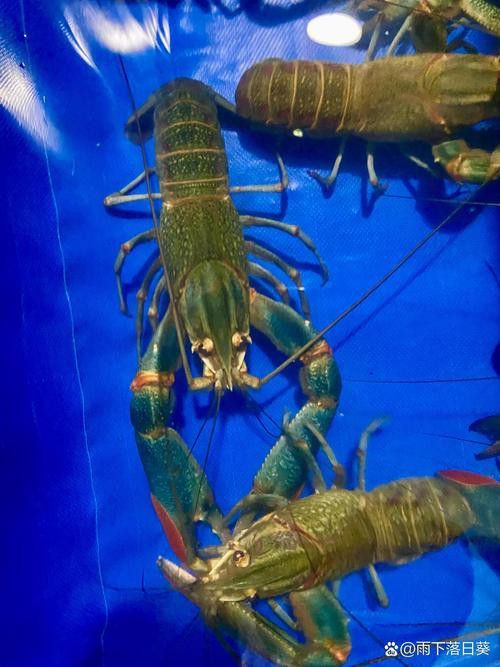 提供這十大龍蝦的詳細介紹 提供這十大龍蝦的詳細介紹 龍魚百科 第5張