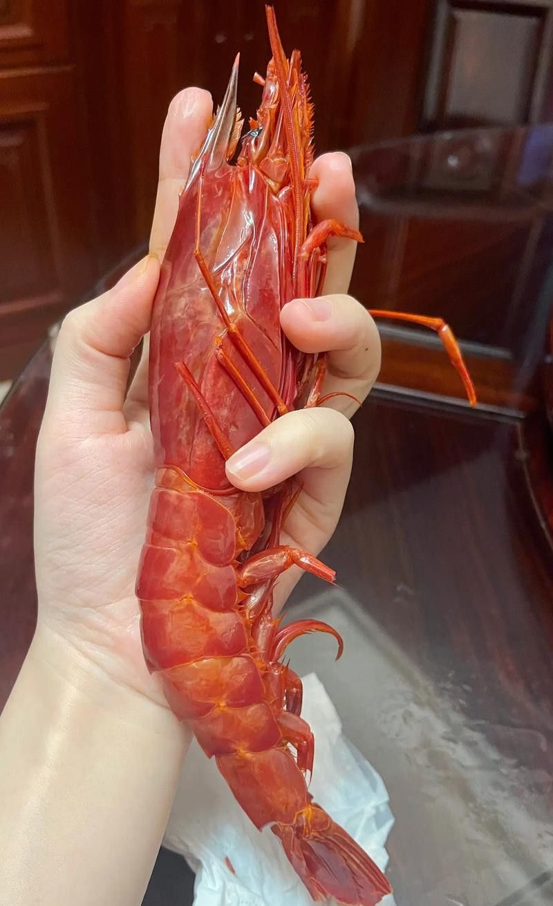 提供這十大龍蝦的詳細介紹 提供這十大龍蝦的詳細介紹 龍魚百科 第10張