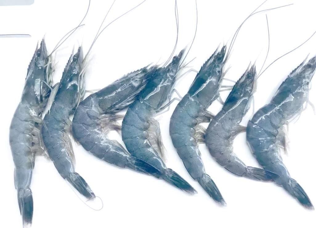 提供這十大龍蝦的詳細介紹 提供這十大龍蝦的詳細介紹 龍魚百科 第16張