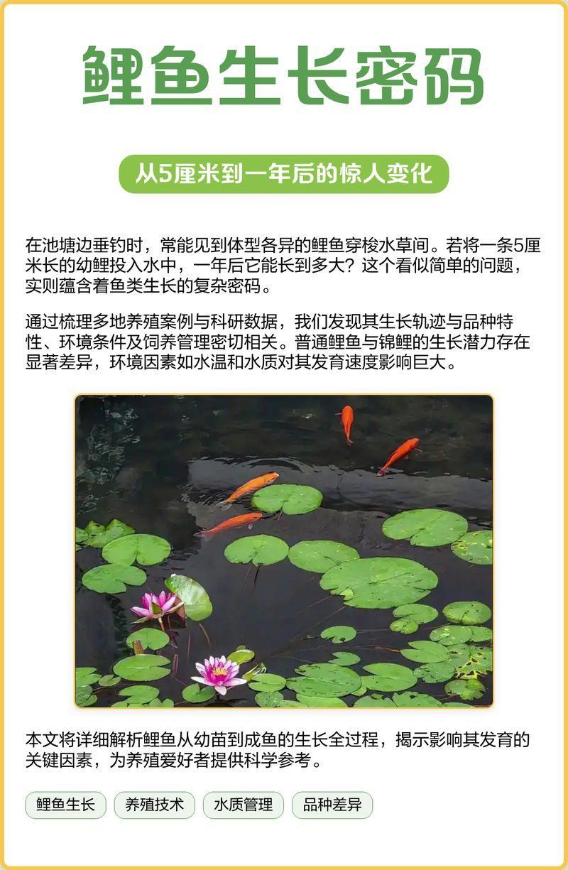 錦鯉有小尺寸的品種嗎