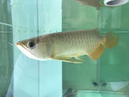 李亞四龍魚