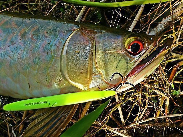 馬來西亞金龍亞馬遜銀龍 龍魚百科 第4張 馬來西亞金龍亞馬遜銀龍 馬來西亞金龍亞馬遜銀龍 龍魚百科 第4張