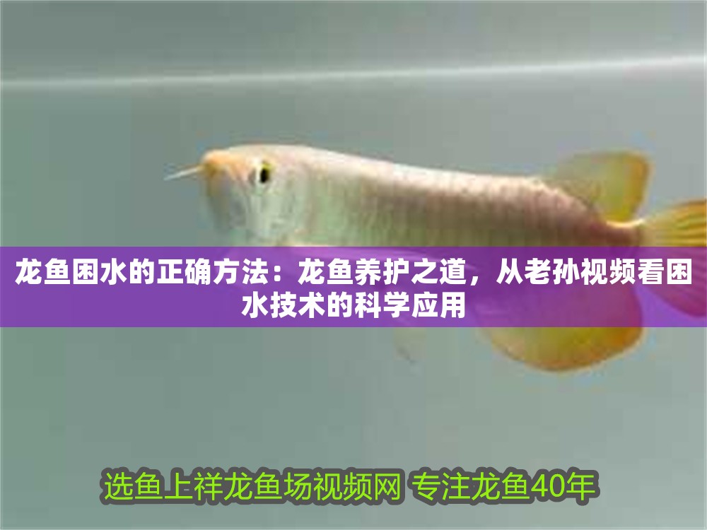 龍魚困水的正確方法：龍魚養護之道，從老孫視頻看困水技術的科學應用