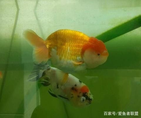 水族箱布置對幼魚的影響：水族箱布置對幼魚的影響是多方面的，水族箱布置對幼魚的影響 水族箱布置對幼魚的影響：水族箱布置對幼魚的影響是多方面的，水族箱布置對幼魚的影響 龍魚百科 第1張