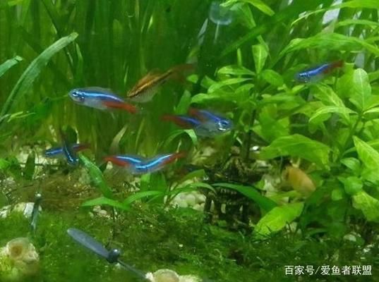 水族箱布置對幼魚的影響：水族箱布置對幼魚的影響是多方面的，水族箱布置對幼魚的影響 水族箱布置對幼魚的影響：水族箱布置對幼魚的影響是多方面的，水族箱布置對幼魚的影響 龍魚百科 第2張