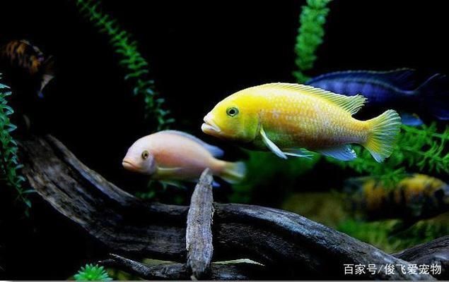 水族箱布置對幼魚的影響：水族箱布置對幼魚的影響是多方面的，水族箱布置對幼魚的影響 水族箱布置對幼魚的影響：水族箱布置對幼魚的影響是多方面的，水族箱布置對幼魚的影響 龍魚百科 第5張