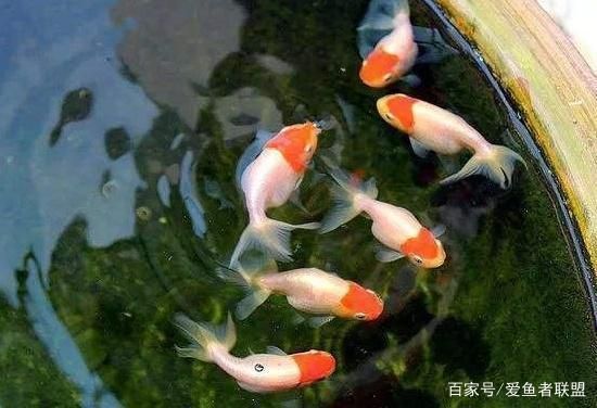 水族箱布置對幼魚的影響：水族箱布置對幼魚的影響是多方面的，水族箱布置對幼魚的影響 水族箱布置對幼魚的影響：水族箱布置對幼魚的影響是多方面的，水族箱布置對幼魚的影響 龍魚百科 第3張