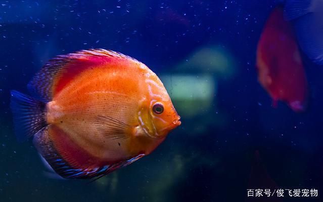 水族箱布置對幼魚的影響：水族箱布置對幼魚的影響是多方面的，水族箱布置對幼魚的影響 水族箱布置對幼魚的影響：水族箱布置對幼魚的影響是多方面的，水族箱布置對幼魚的影響 龍魚百科 第4張