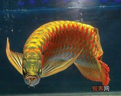 金龍魚怎么區分過背：如何區分金龍魚是否為過背品種
