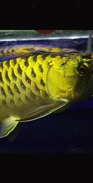 金龍魚24K金有哪些品種？